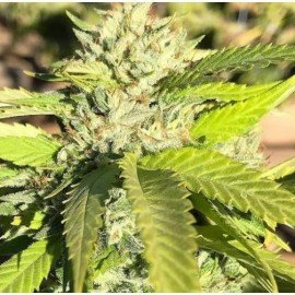 The Dawgfather 5 Unidades